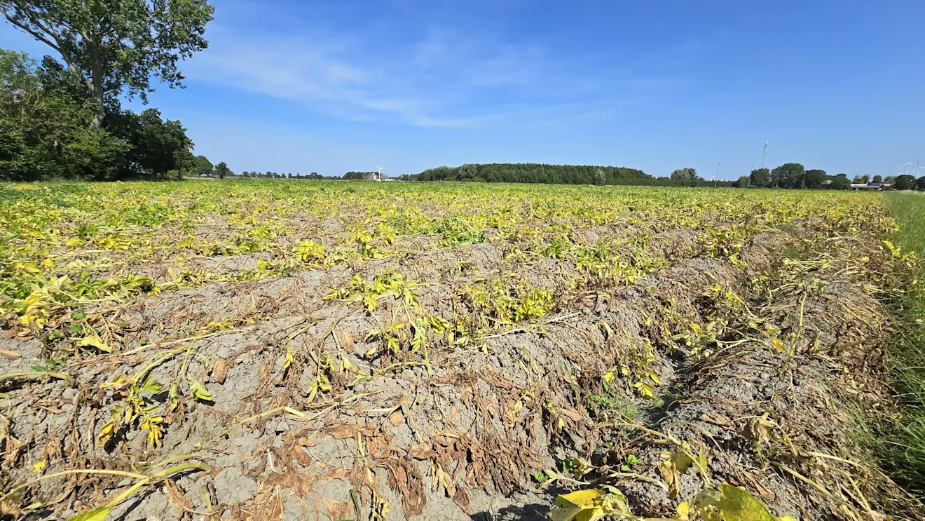 De aardappelplanten verdrogen op het veld - Jannes Wiersema