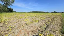 De aardappelplanten verdrogen op het veld - Jannes Wiersema