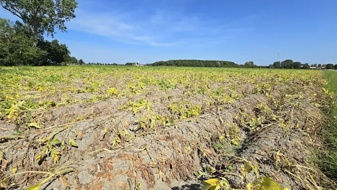 De aardappelplanten verdrogen op het veld - Jannes Wiersema