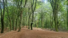 Het Speulderbos bij Garderen. Er zit tegenwoordig minder blad aan de beuken en ze breken makkelijk af, waardoor gaten in het bladerdak ontstaan - Reinout van den Born