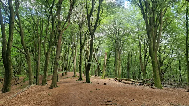 Het Speulderbos bij Garderen. Er zit tegenwoordig minder blad aan de beuken en ze breken makkelijk af, waardoor gaten in het bladerdak ontstaan - Reinout van den Born