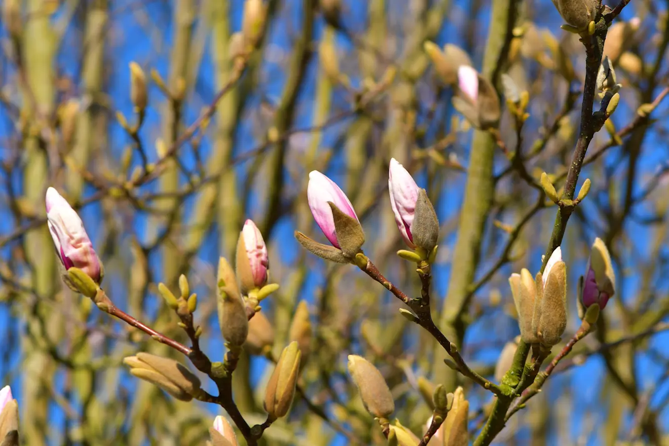 Lente in de Betuwe - Cynthia van Leusden