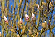 Lente in de Betuwe - Cynthia van Leusden