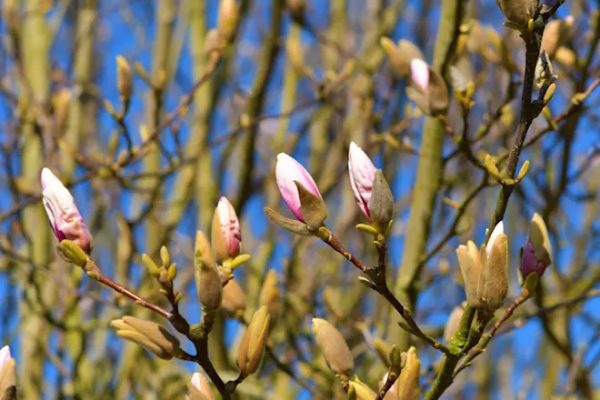 Lente in de Betuwe - Cynthia van Leusden