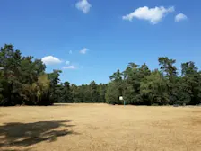 Dit was het beeld gedurende de lange zomer van 2018: geel gras. - Grieta Spannenburg