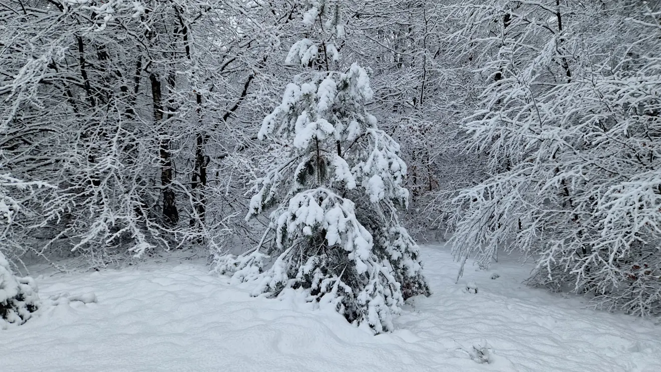 Het is op deze plaats sprookjesachtig - Reinout van den Born