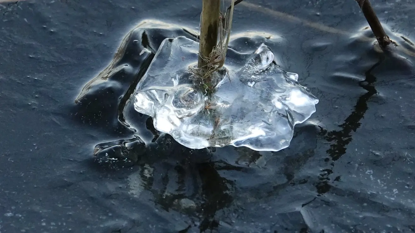 IJssculptuur - Sonja Hagens-Visser