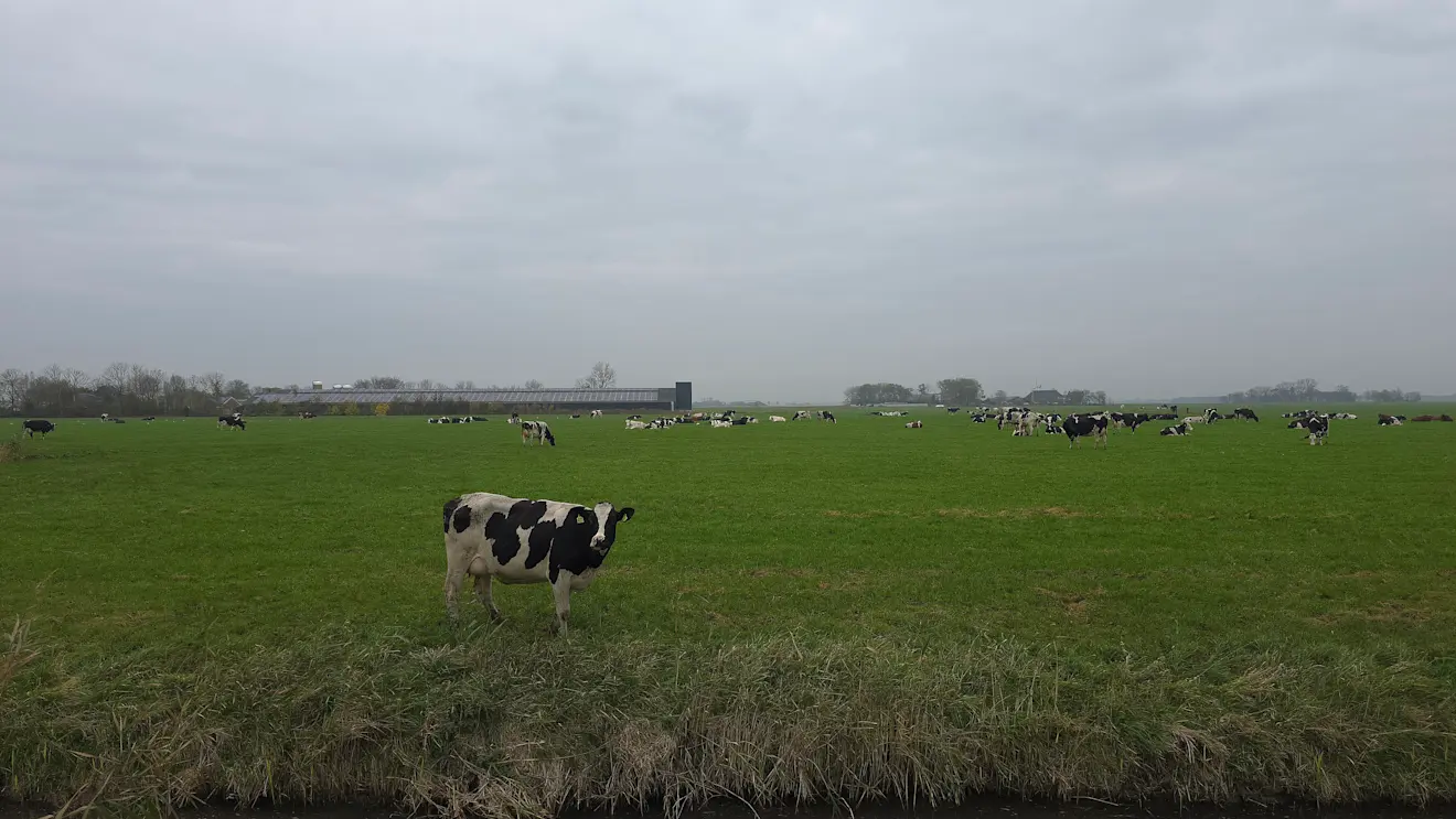 Koeien in de wei onder een bewolkte lucht - Jannes Wiersema