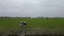 Koeien in de wei onder een bewolkte lucht - Jannes Wiersema
