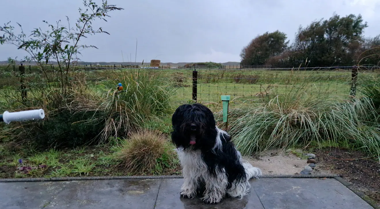 Hond Guus voor een volle regenmeter - Frans Alderse Baas