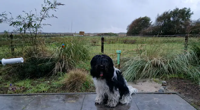 Hond Guus voor een volle regenmeter - Frans Alderse Baas