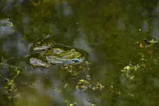 Het is nu ook gewoon mooi in de natuur, als je maar kijkt... - Cynthia van Leusden