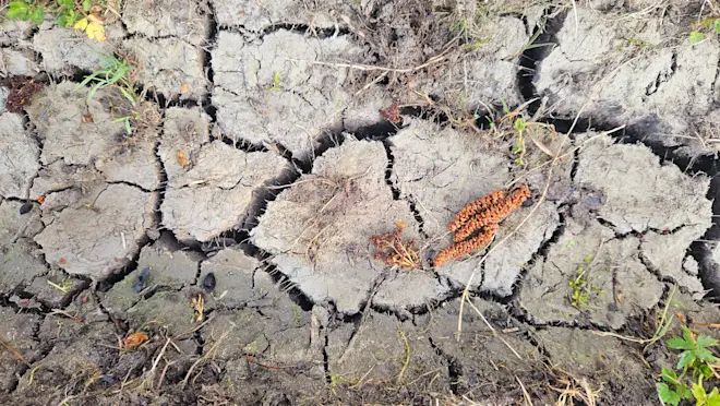 De droogte grijpt nu al meer en meer om zich heen - Nely van Frankenhuyzen