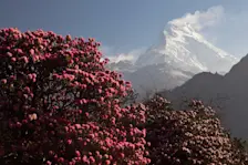 Een Rododendron op de voorgrond, één van de toppen van het Anapurna massief op de achtergrond - Wikipedia