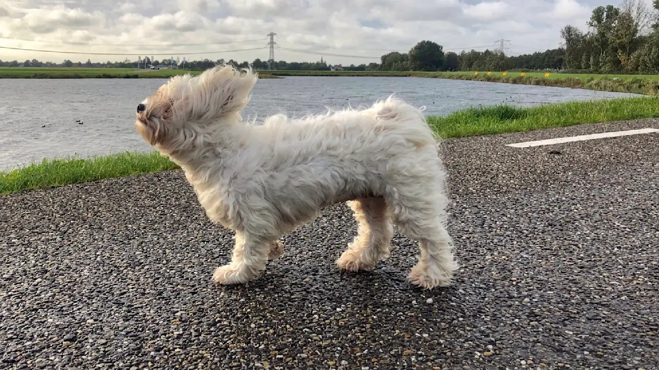 Het is vandaag een onstuimige dierendag - Jolanda Bakker