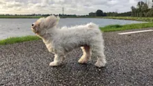 Het is vandaag een onstuimige dierendag - Jolanda Bakker
