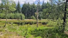 Het Watersmeertje in de buurt van Garderen - Reinout van den Born