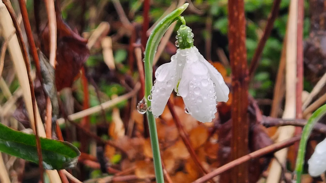 Een sneeuwklokje in de regen - Nely van Frankenhuyzen