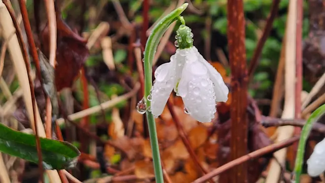 Een sneeuwklokje in de regen - Nely van Frankenhuyzen