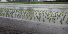 Ook Nederland had vrijdag op diverse plaatsen last van  Wateroverlast. Hier een ondergelopen perceel in de buurt van Roodeschool - Jannes Wiersema