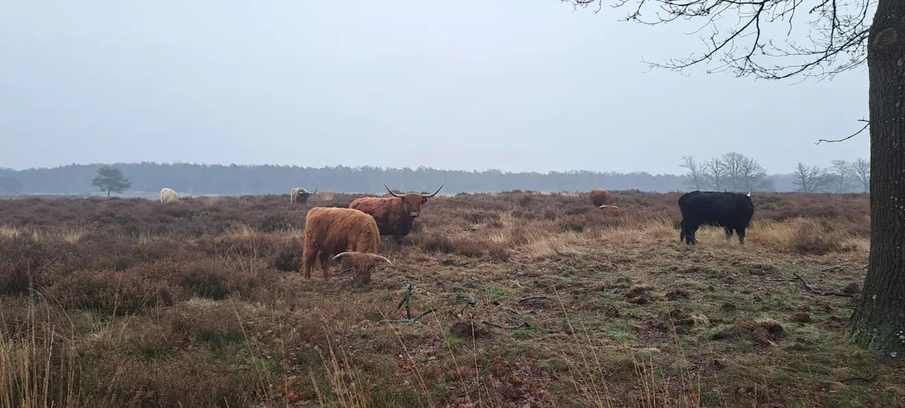 Grijs weer op het Deelerwoud. De hooglanders hebben het naar hun zin - Grieta Spannenburg