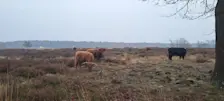 Grijs weer op het Deelerwoud. De hooglanders hebben het naar hun zin - Grieta Spannenburg