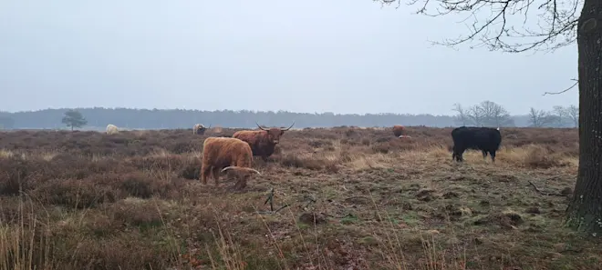 Grijs weer op het Deelerwoud. De hooglanders hebben het naar hun zin - Grieta Spannenburg