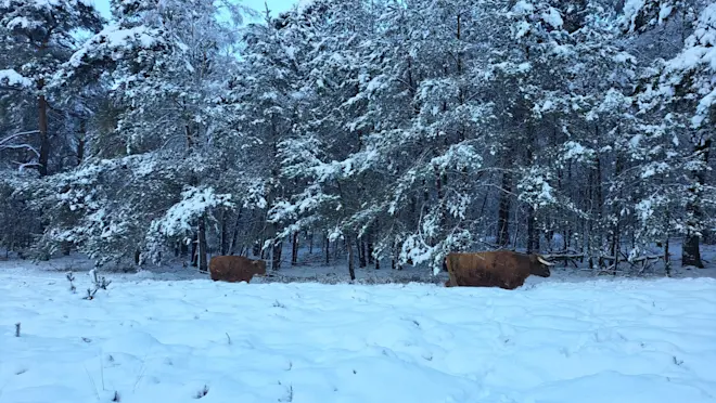 Af en toe wijken we uit voor hooglanders die ons tegemoet komen - Grieta Spannenburg