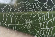 Het is weer de tijd van de spinnen - Jolanda Bakker