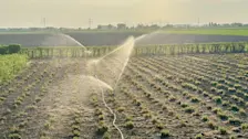 Op veel velden in Nederland staan de sproeiers aan - Jolanda Bakker.