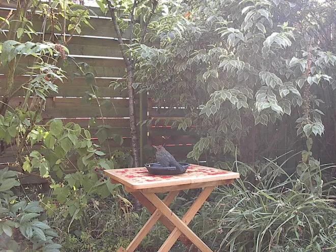 Het was zo warm dat merels in de tuin verkoeling zochten in een bakje water - Reinout van den Born