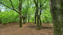 Het bos bij Velp - Reinout van den Born