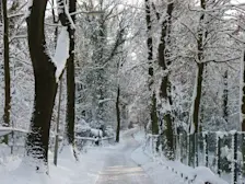 De bomen dik onder de sneeuw, op eerste kerstdag 2010 - Reinout van den Born