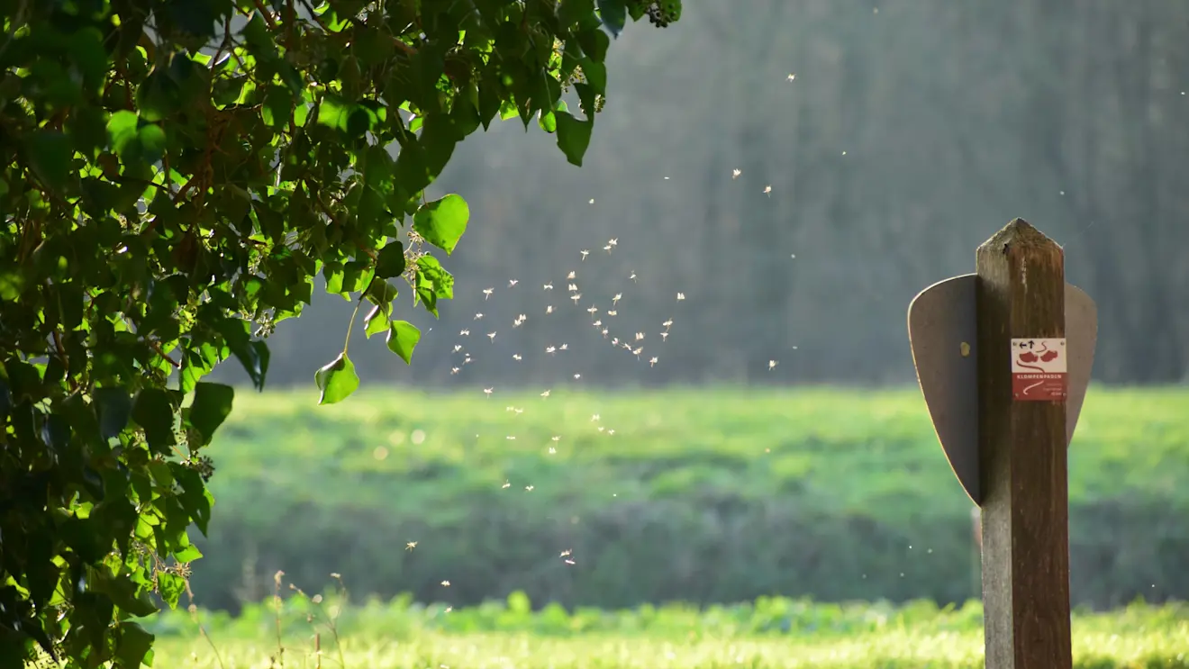 De muggen hadden het tijdens de zachte 21e december in de buurt van Beusichem nog prima naar hun zin - Cynthia van Leusden