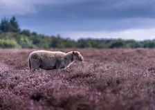 Een schaap op de bloeiende heide bij Laren - John Oomen