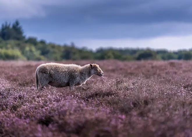 Een schaap op de bloeiende heide bij Laren - John Oomen