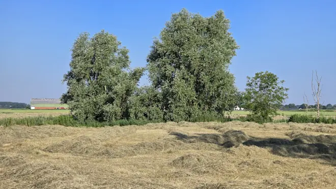 Hooien op het Groningse land - Jannes Wiersema