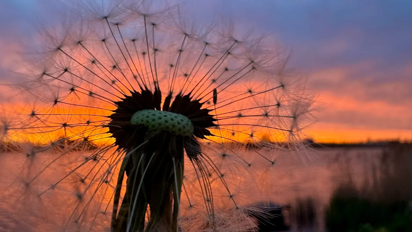 Avondrood bij Zevenhuizen - Jolanda Bakker