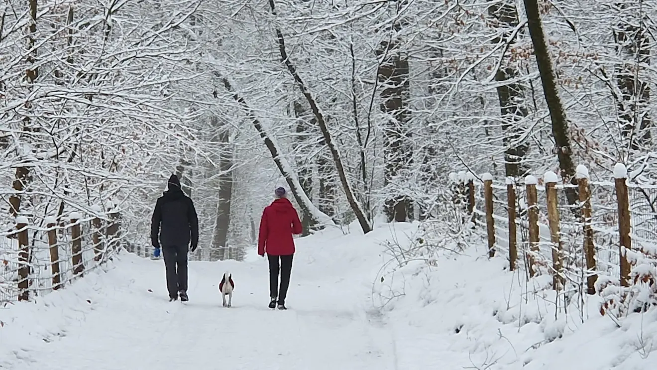 Het bos bij Garderen in de sneeuw - Reinout van den Born