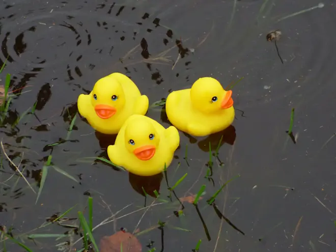 Alle eendjes zwemmen in het water... - Chris Meewis