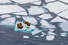 Walrussen op het zeeijs in het Noordpoolgebied - Kirill Uyutnov