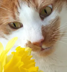 Lentekriebels - Chris Meewis