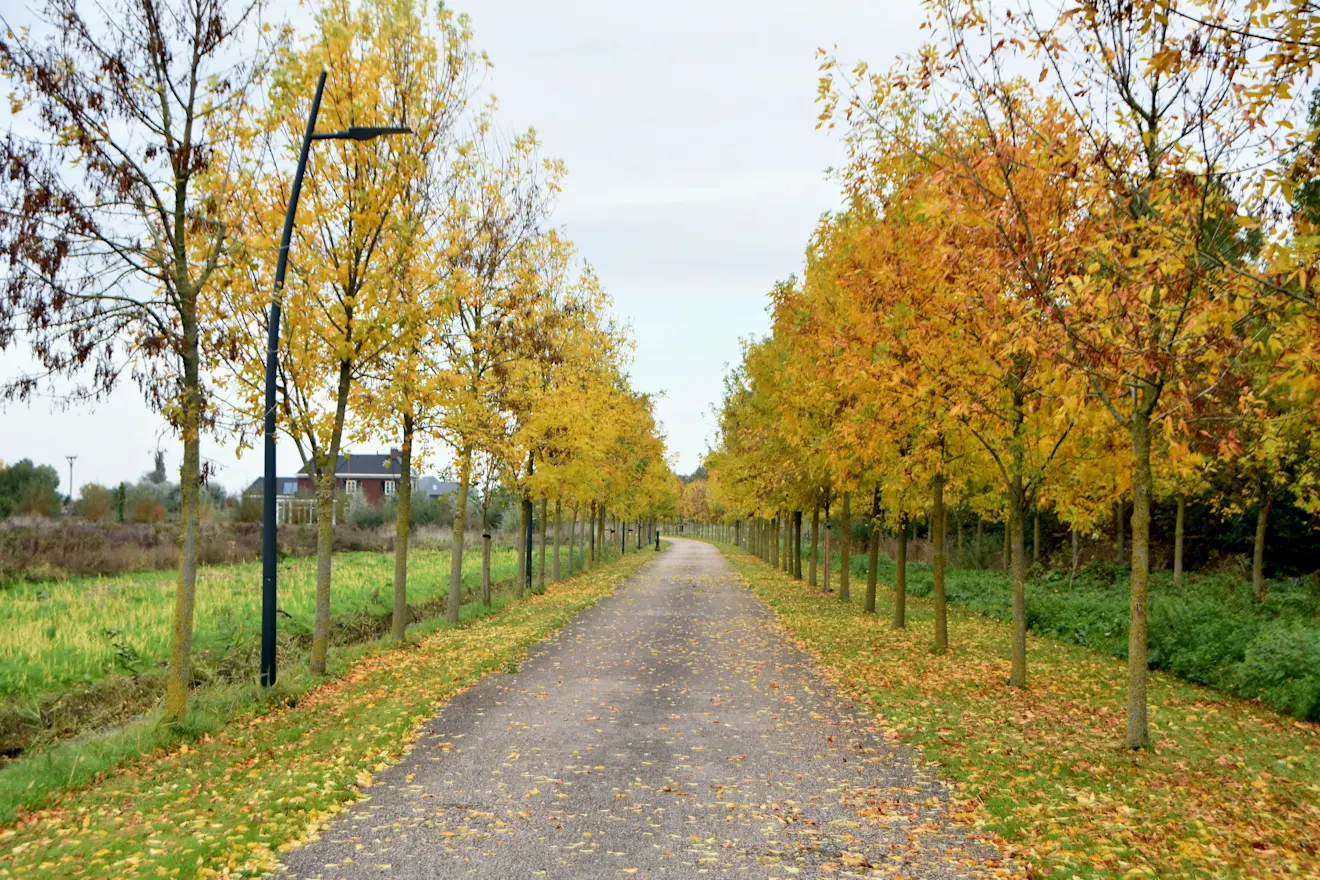 Het is morgen op en top herfstweer - Huibert Boon