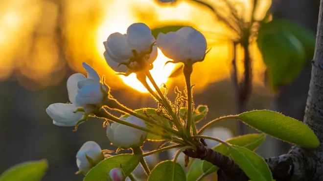 De lente is volledig tot wasdom gekomen - Ab Donker