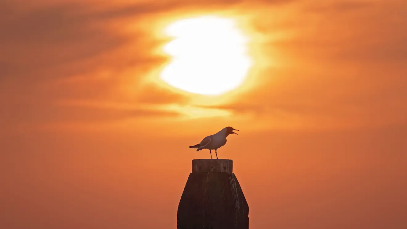 Zuidwest-Nederland - Simone Wiersma