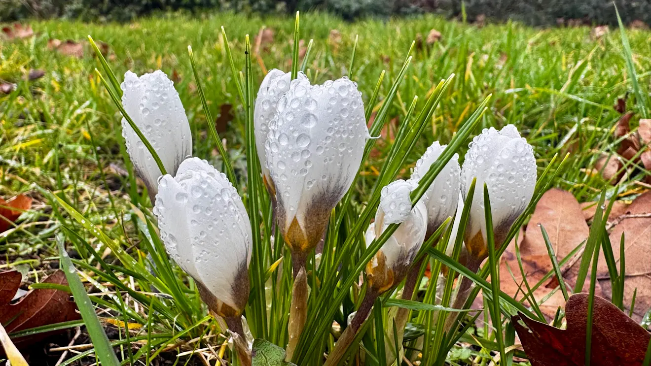 Het is vandaag eerst op veel plaatsen nat - Jolanda Bakker