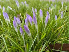 Krokussen staan klaar voor de lente - Jolanda Bakker