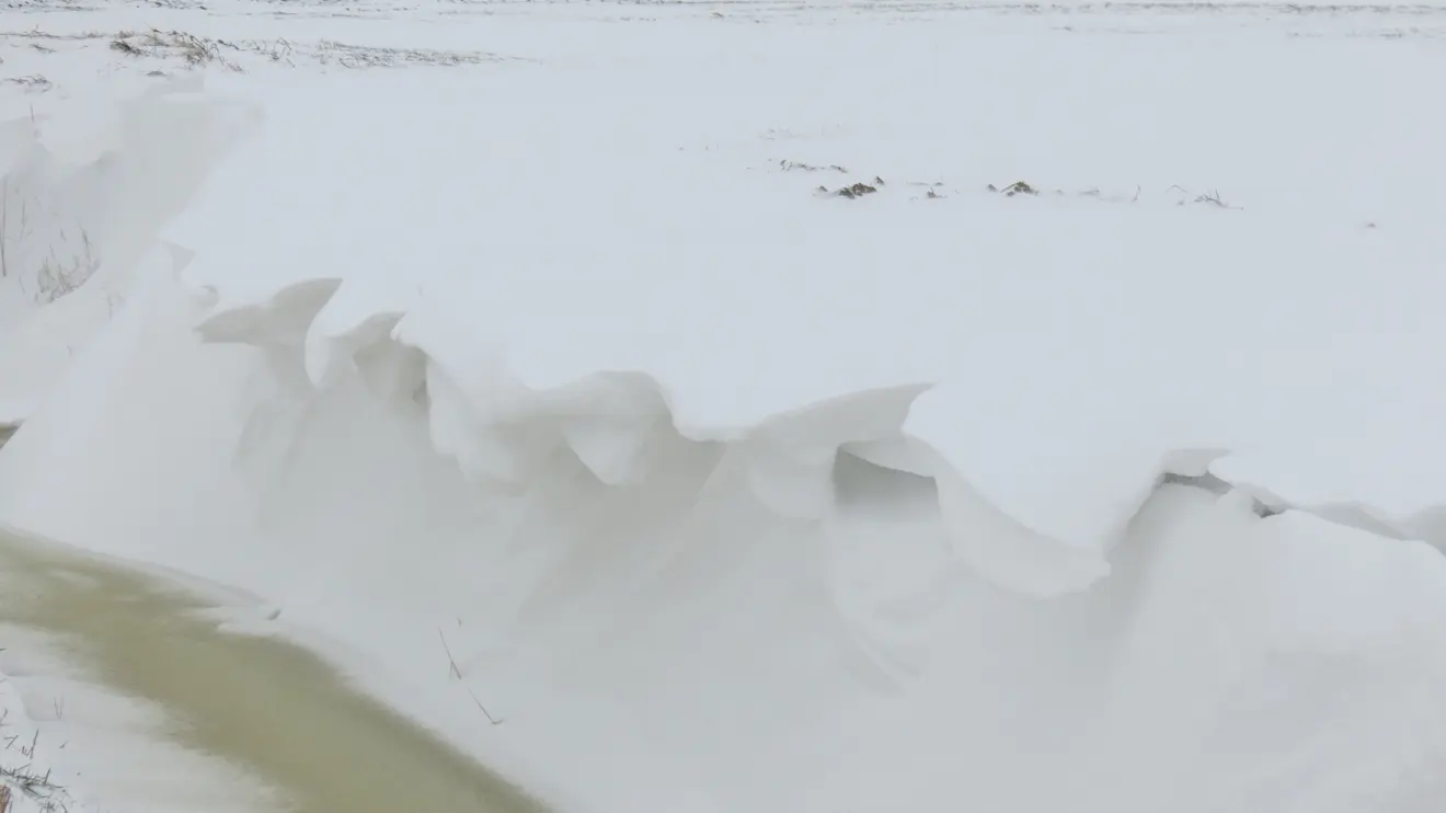 Sneeuwduintjes aan de rand van de sloot op zondag 26 januari 2014 in Noordoost-Groningen - Jannes Wiersema