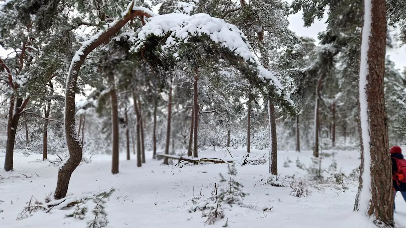Takken buigen diep onder de sneeuwlast - Reinout van den Born