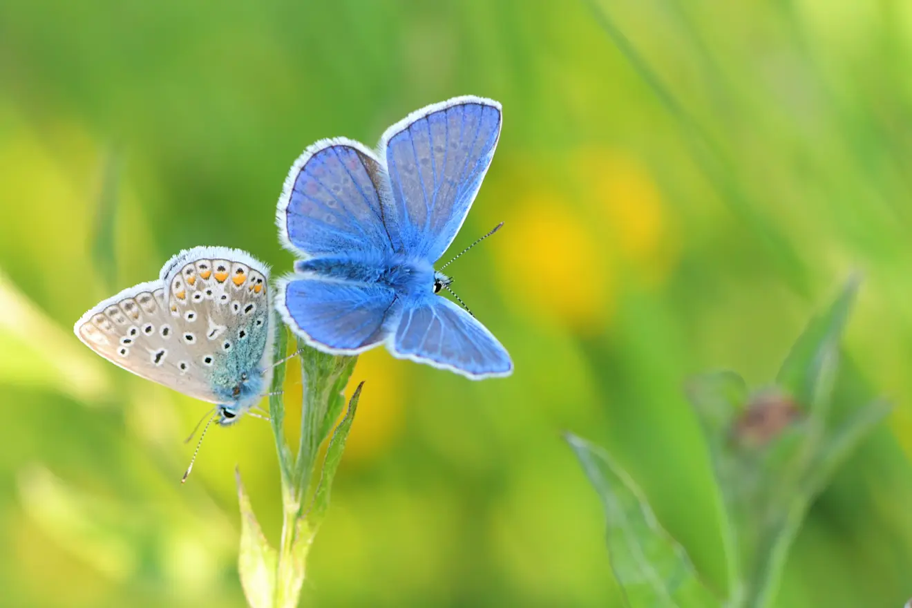 Het is zomers in Nederland en ook de vlinders genieten ervan, zoals dit Icarus blauwtje - Cynthia van Leusden